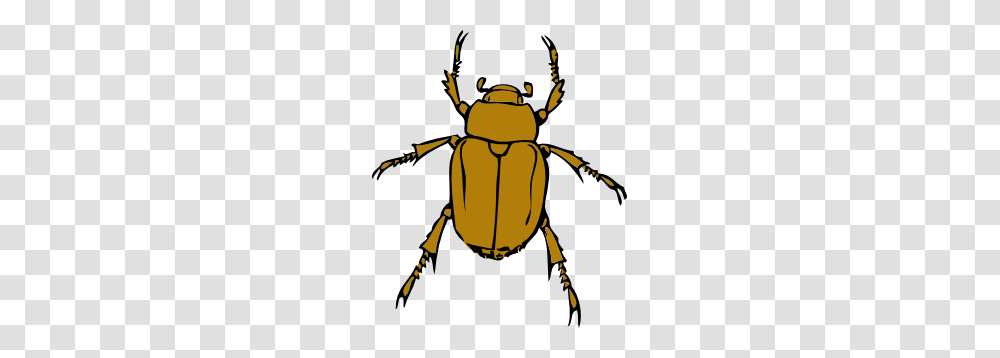 Insect Clip Art, Invertebrate, Animal, Dung Beetle Transparent Png