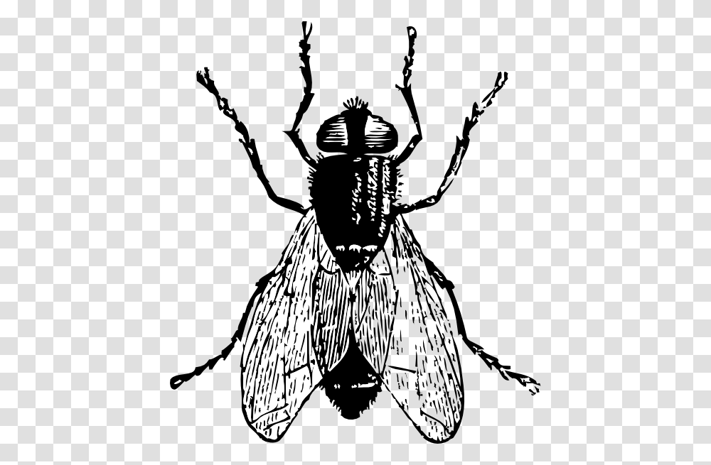 Insect Clip Art, Invertebrate, Animal, Person, Human Transparent Png