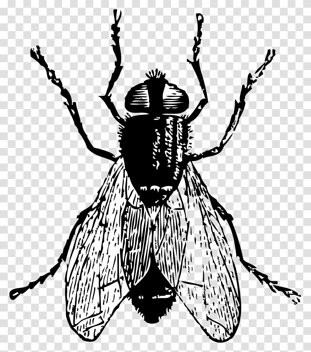Insect Clip Art Library Free Download On Unixtitan, Animal, Invertebrate, Fly, Asilidae Transparent Png