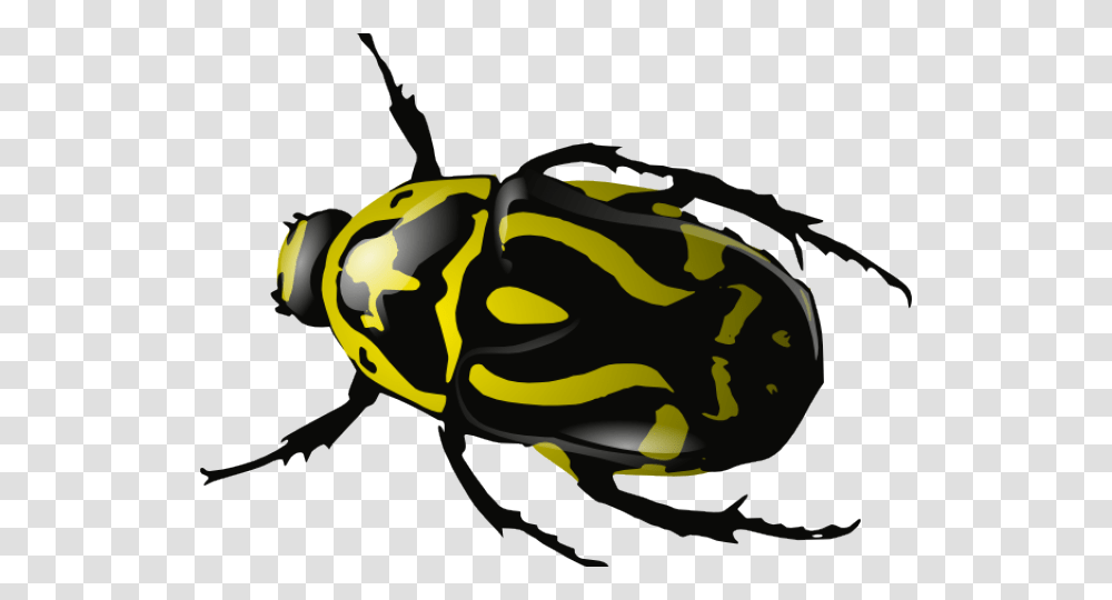 Insect Clipart, Animal, Invertebrate, Wasp, Bee Transparent Png