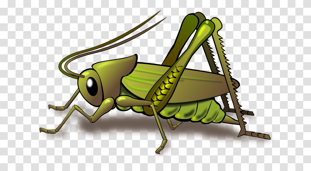 Insect Clipart, Grasshopper, Invertebrate, Animal, Grasshoper Transparent Png