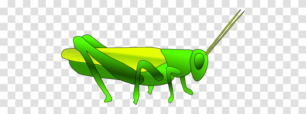 Insect Clipart Plague Locust, Grasshopper, Invertebrate, Animal, Grasshoper Transparent Png