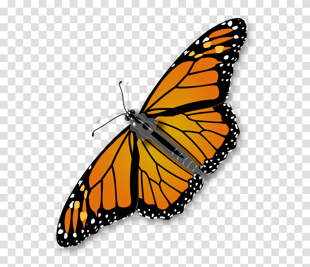 Insect Clipart Realistic, Monarch, Butterfly, Invertebrate, Animal Transparent Png