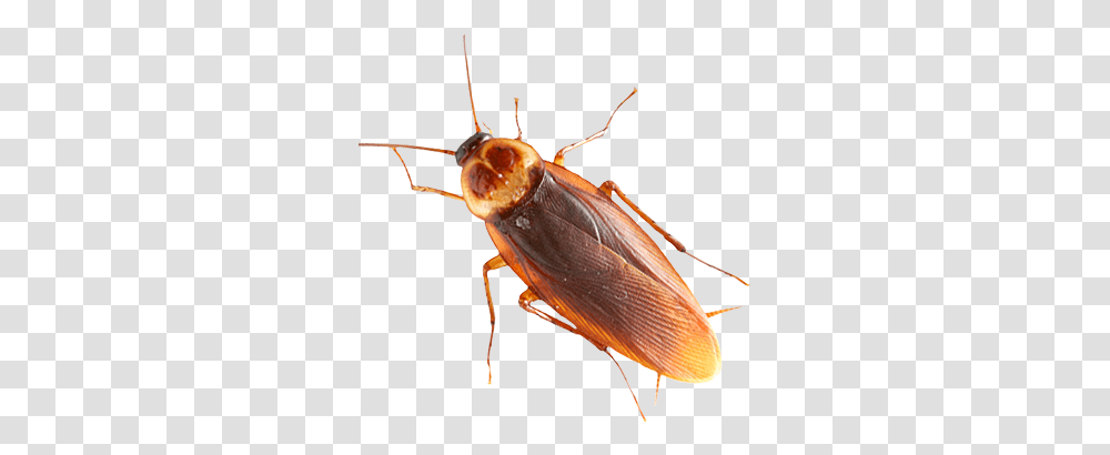Insect, Cockroach, Invertebrate, Animal Transparent Png