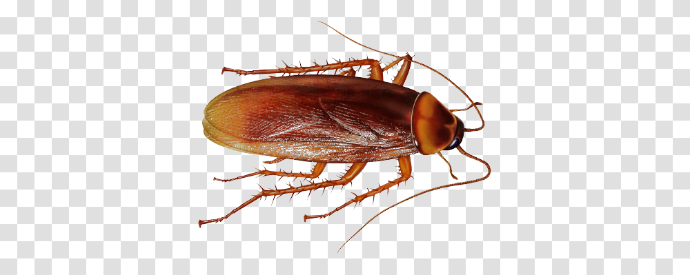 Insect, Cockroach, Invertebrate, Animal Transparent Png