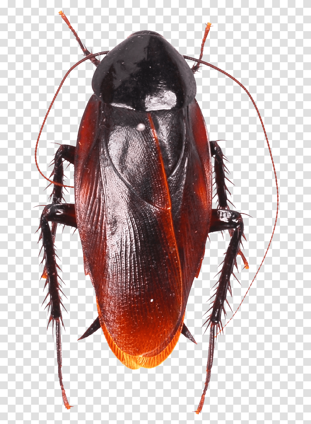 Insect, Cockroach, Invertebrate, Animal Transparent Png