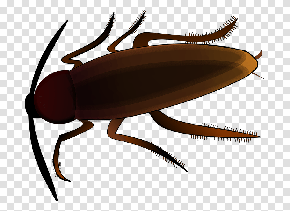 Insect Creepy Cockroach Scrape Beetle Vermin Clipart Kakerlake, Invertebrate, Animal Transparent Png