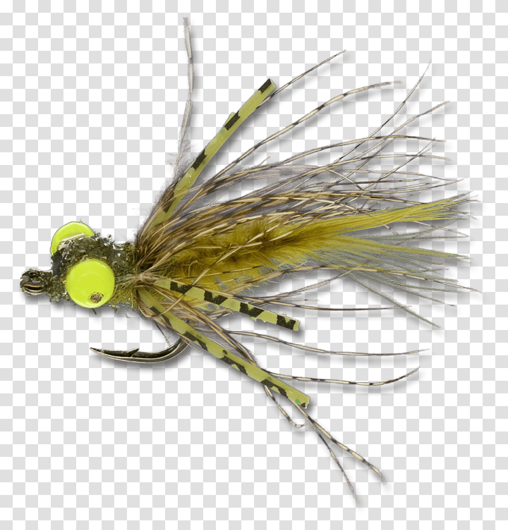 Insect, Fishing Lure, Bait, Bird, Animal Transparent Png