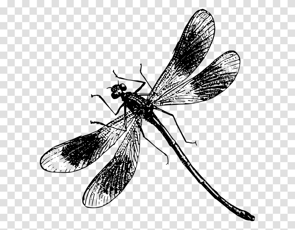 Insect Flies Black And White, Gray, World Of Warcraft Transparent Png