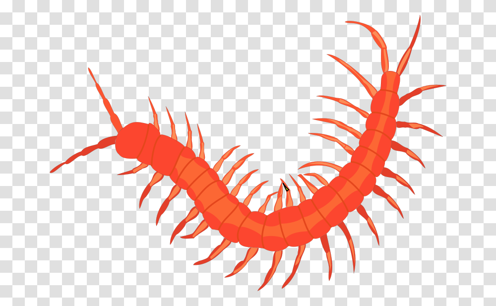 Insect Free Vector, Animal, Shrimp, Seafood, Sea Life Transparent Png