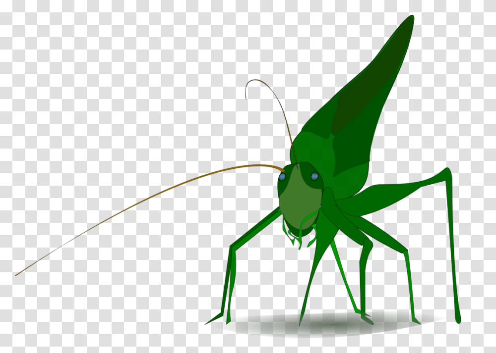 Insect Grasshopper Cricket Cartoon Drawing, Invertebrate, Animal, Cricket Insect, Bow Transparent Png