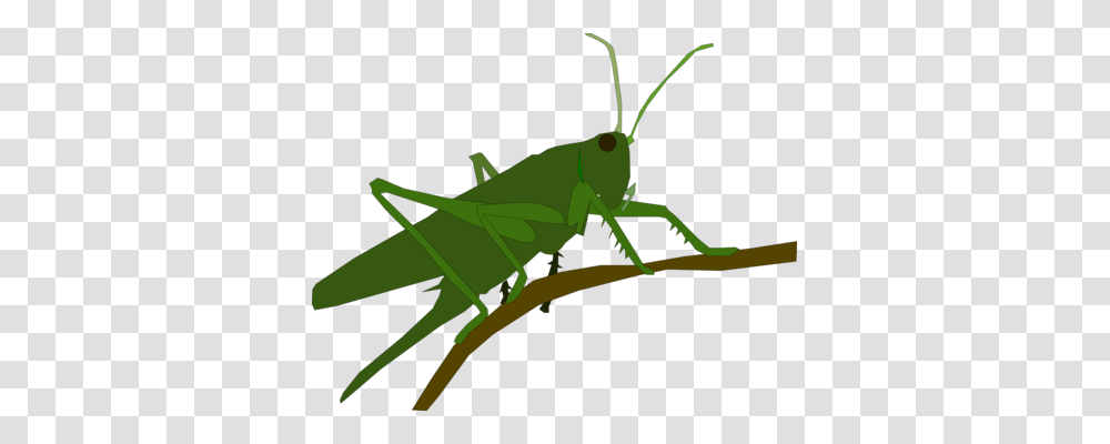 Insect Grasshopper Locust Caelifera Cartoon, Invertebrate, Animal, Grasshoper, Bow Transparent Png