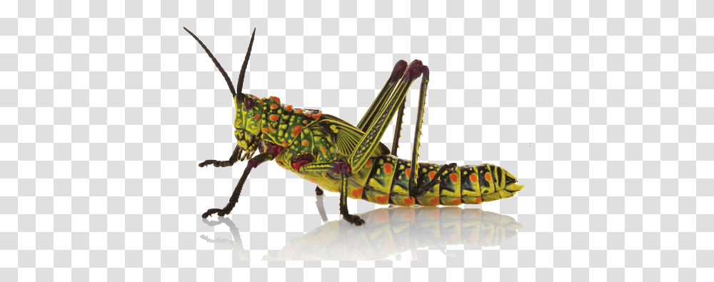 Insect Hd, Grasshopper, Invertebrate, Animal, Grasshoper Transparent Png