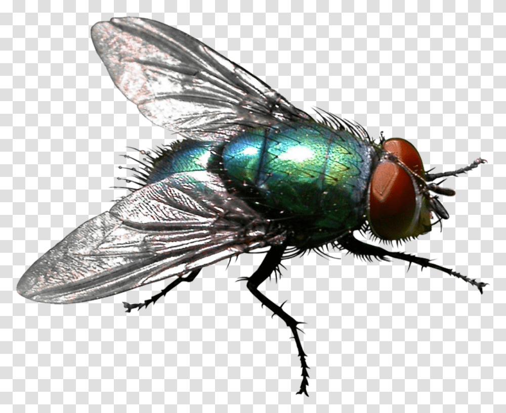 Insect Housefly Stable Fly Pest Control House Fly Background, Invertebrate, Animal, Asilidae Transparent Png