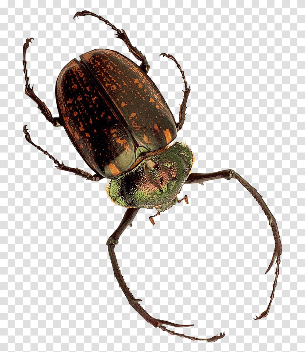 Insect Image Inesct, Invertebrate, Animal, Dung Beetle, Spider Transparent Png