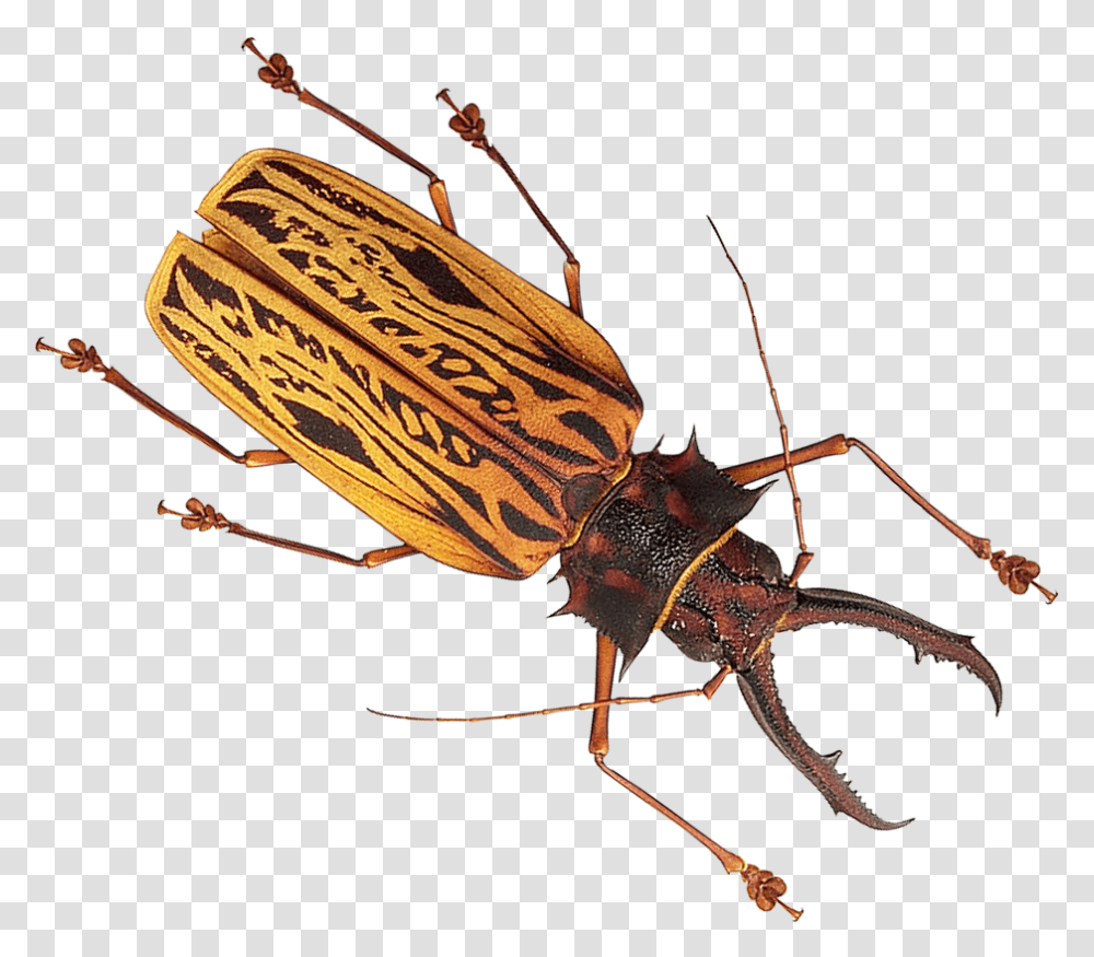 Insect Image Insect, Invertebrate, Animal, Cockroach, Firefly Transparent Png