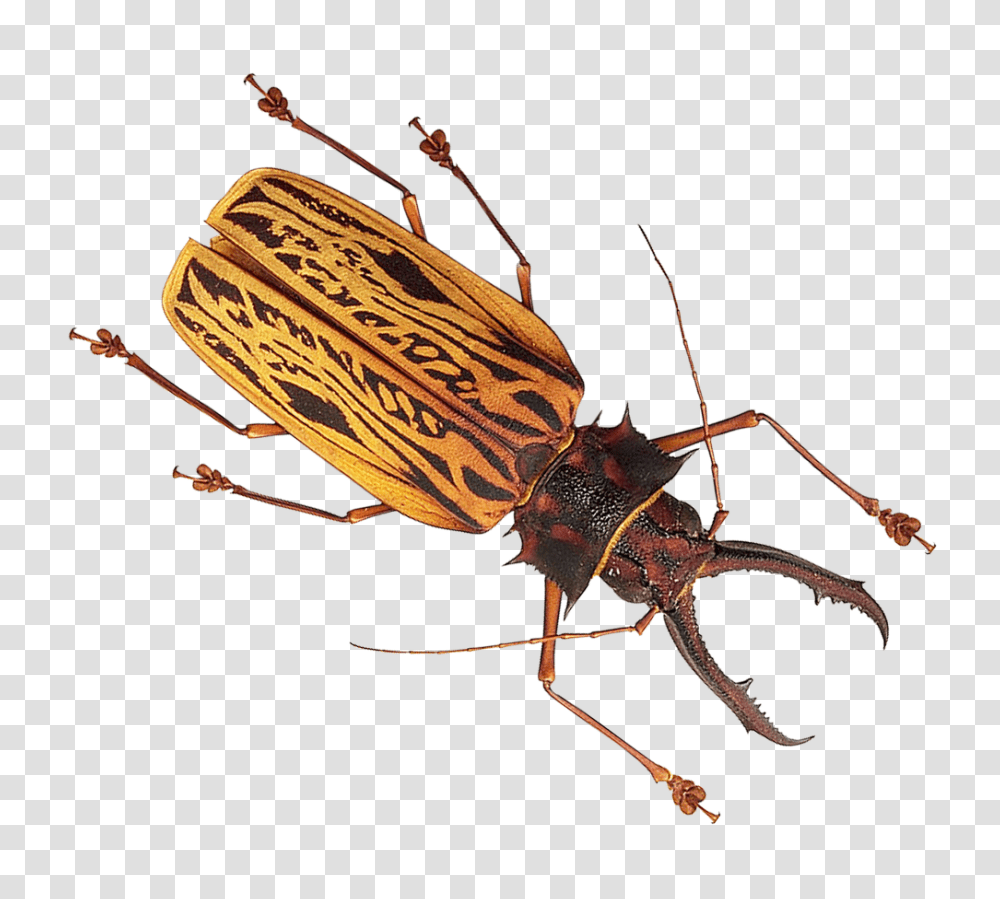 Insect Image, Invertebrate, Animal, Cockroach, Wasp Transparent Png