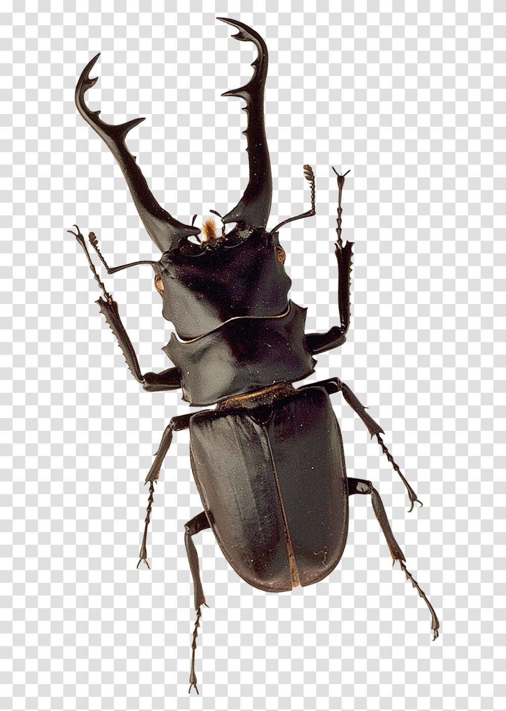 Insect Image, Invertebrate, Animal, Spider, Arachnid Transparent Png