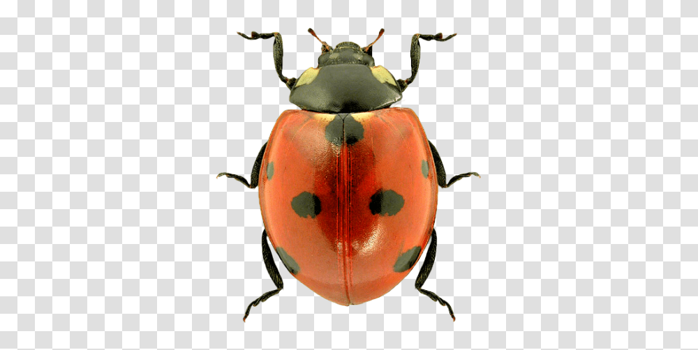 Insect Images, Invertebrate, Animal, Dung Beetle, Firefly Transparent Png