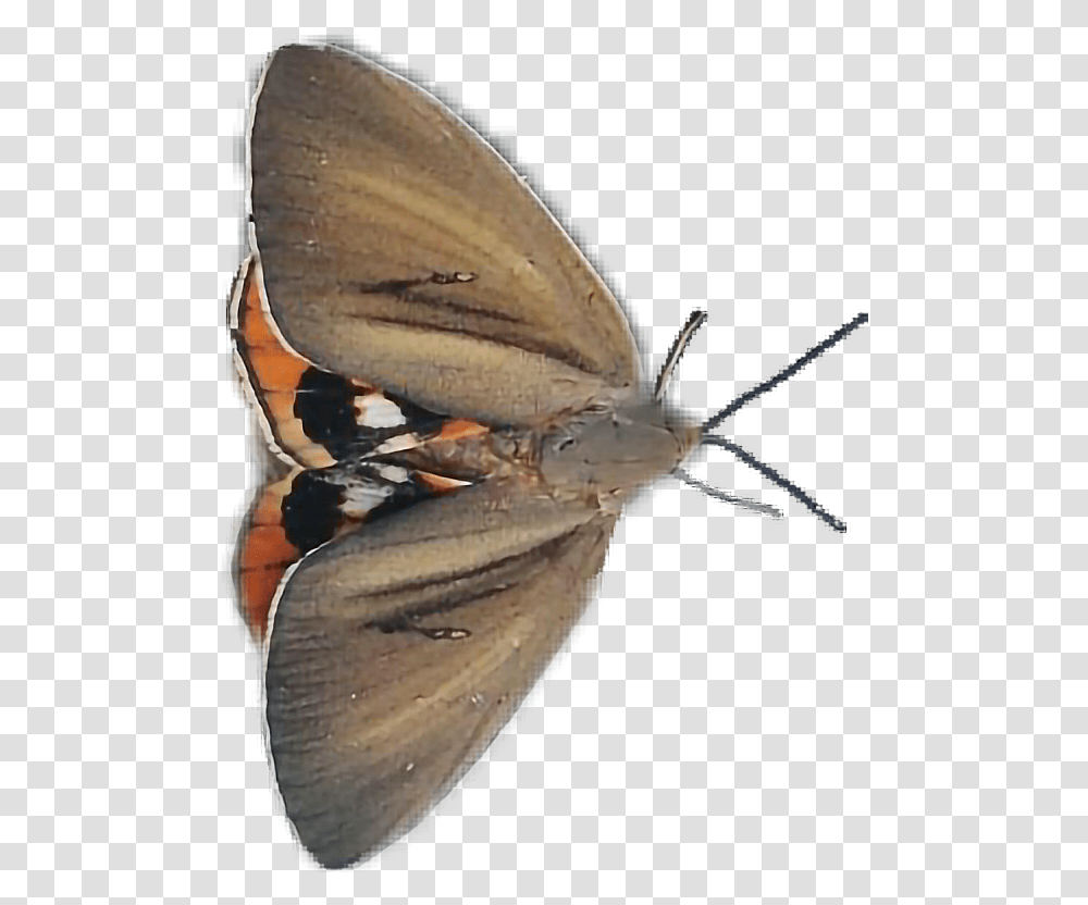 Insect Insectes Insecto Bicho Bichos Mariposa Net Winged Insects, Butterfly, Invertebrate, Animal, Moth Transparent Png