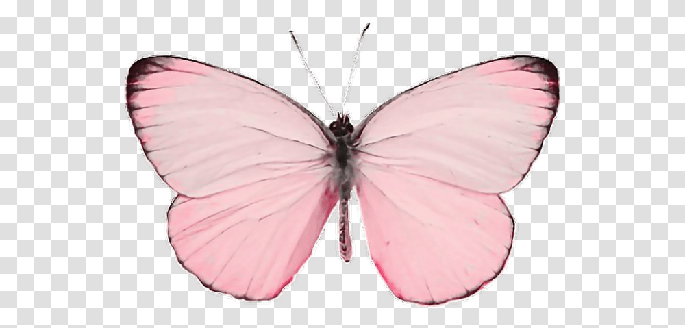 Insect Insects Animals Animal Fly Pink Paint Pastel Butterfly Background, Invertebrate, Moth Transparent Png