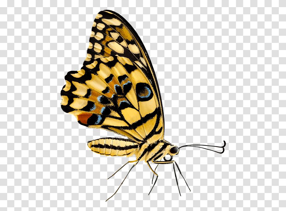 Insect, Invertebrate, Animal, Butterfly, Monarch Transparent Png