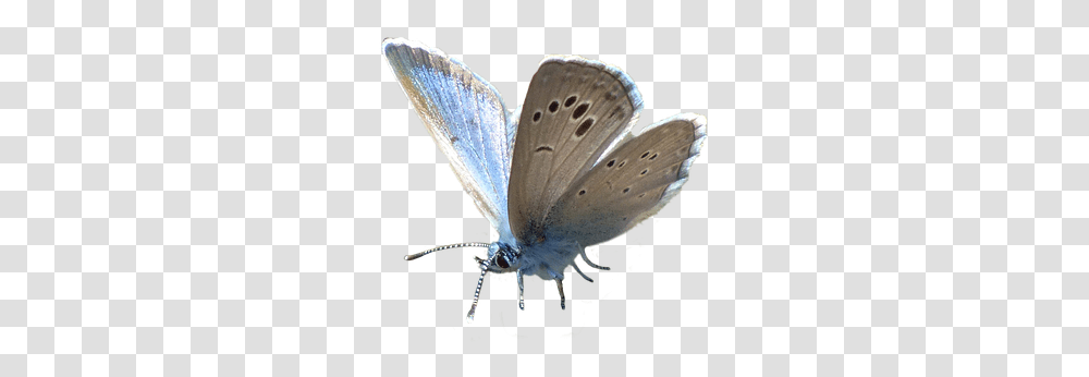 Insect, Invertebrate, Animal, Butterfly Transparent Png