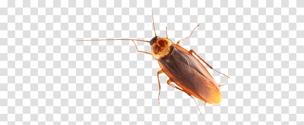 Insect, Invertebrate, Animal, Cockroach Transparent Png