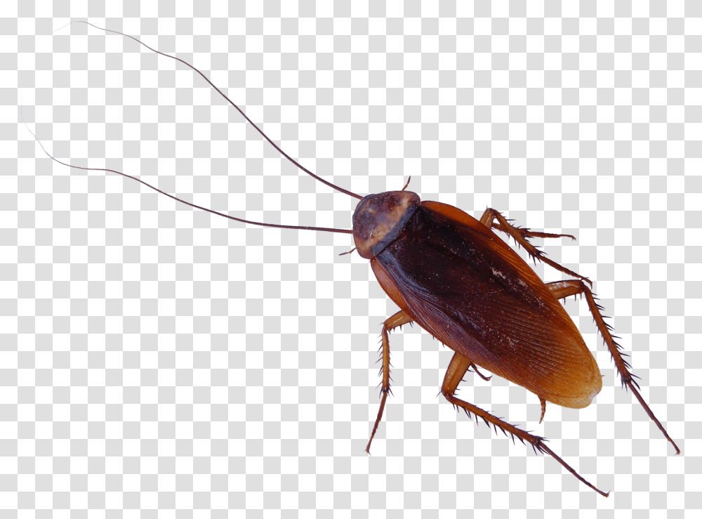 Insect, Invertebrate, Animal, Cockroach Transparent Png