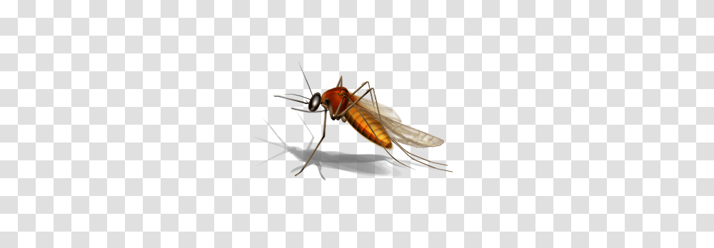 Insect, Invertebrate, Animal, Cricket Insect Transparent Png