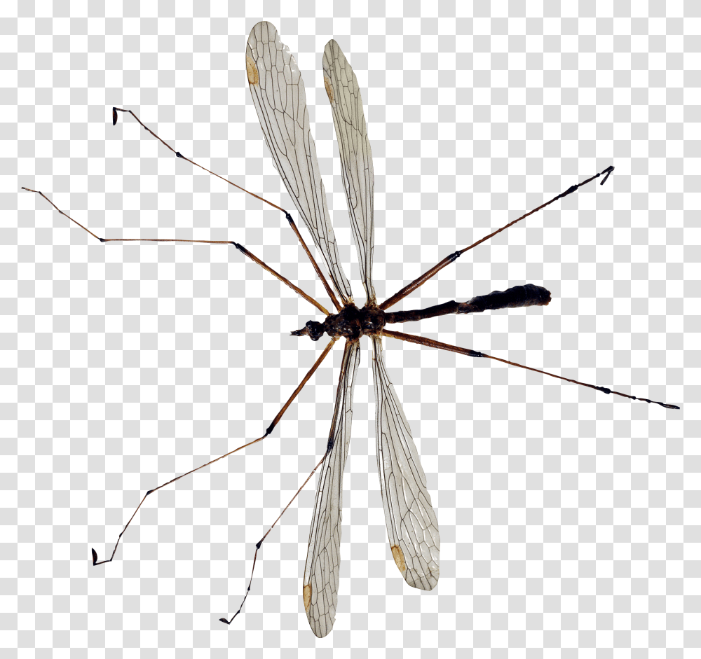 Insect, Invertebrate, Animal, Dragonfly Transparent Png