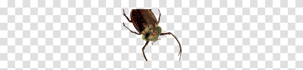 Insect, Invertebrate, Animal, Dung Beetle, Cricket Insect Transparent Png