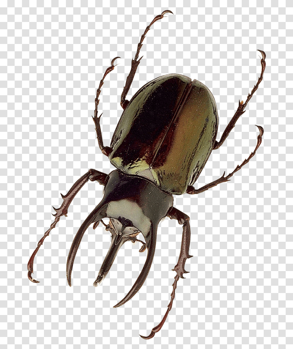 Insect, Invertebrate, Animal, Dung Beetle, Spider Transparent Png