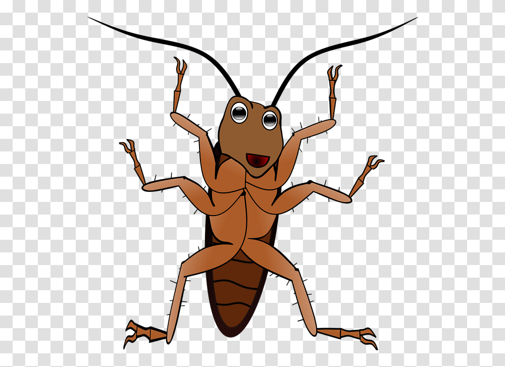 Insect Isolated Pest Antenna Animal Scrape, Invertebrate, Cockroach, Person, Human Transparent Png