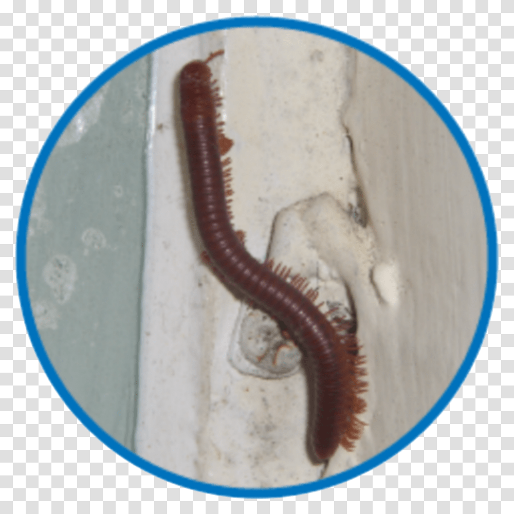 Insect Library, Worm, Invertebrate, Animal, Soil Transparent Png
