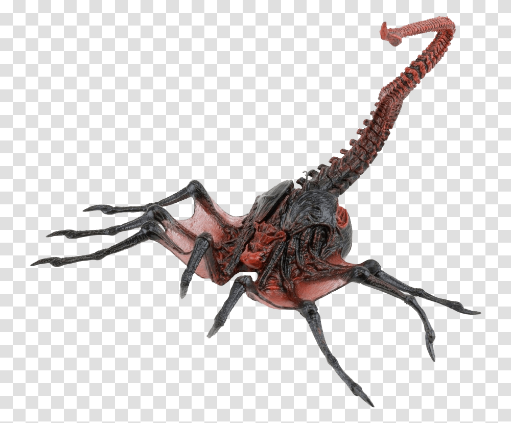 Insect, Lizard, Reptile, Animal, Spider Transparent Png