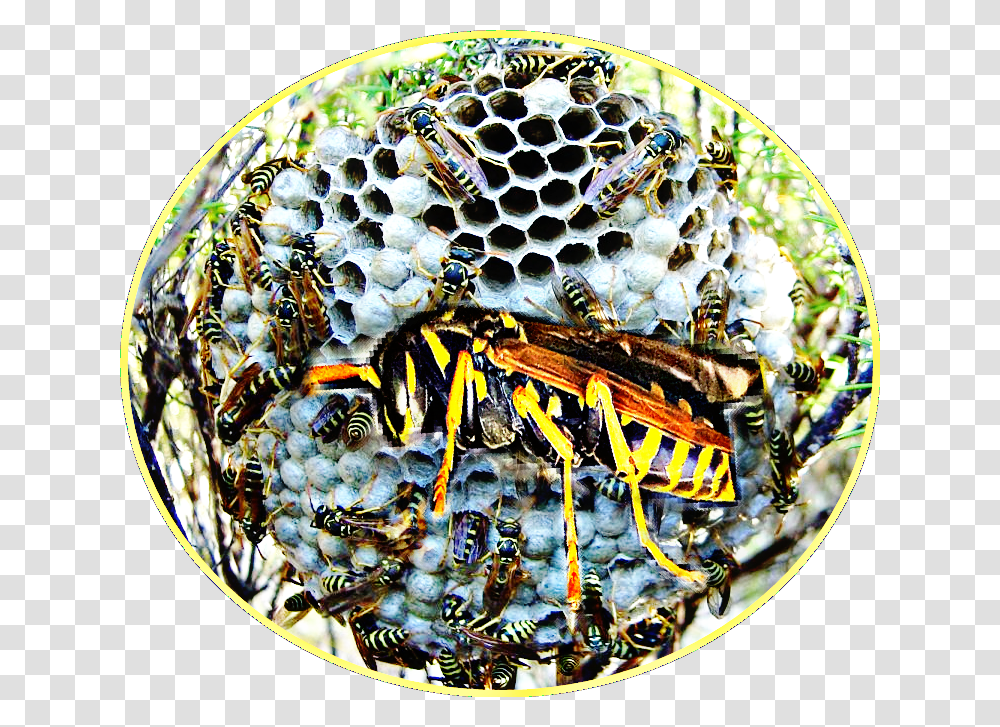 Insect Lore Bee, Wasp, Invertebrate, Animal, Hornet Transparent Png
