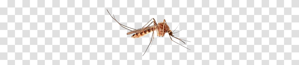 Insect, Mosquito, Invertebrate, Animal Transparent Png