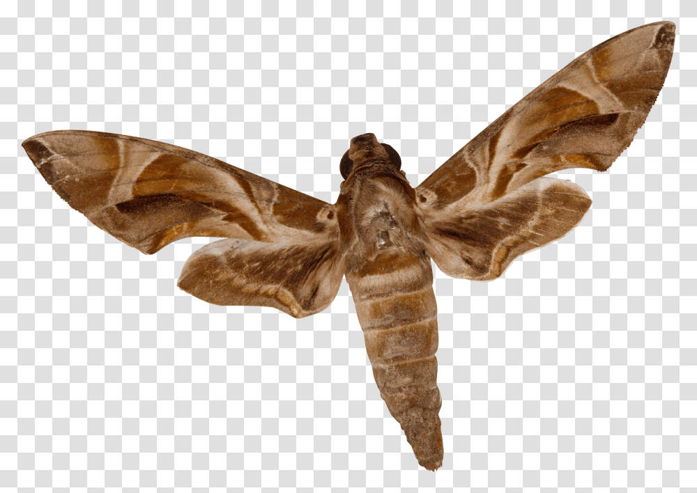Insect, Moth, Butterfly, Invertebrate, Animal Transparent Png