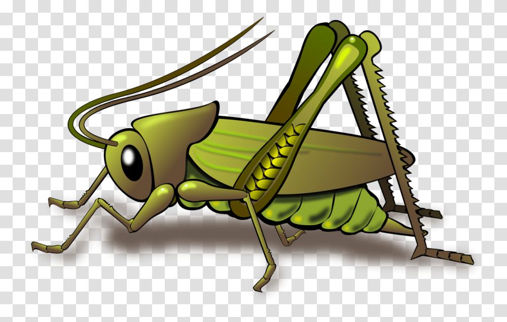 Insect Papua New Guinea National Cricket Team Grasshopper Field, Invertebrate, Animal, Grasshoper Transparent Png