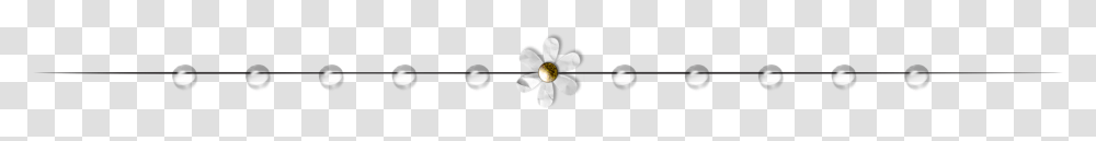 Insect, Petal, Flower, Plant, Blossom Transparent Png