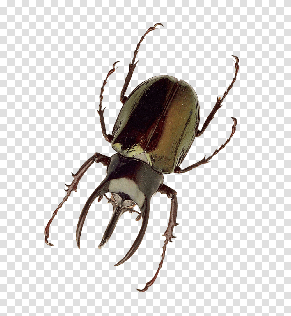 Insect Photo, Invertebrate, Animal, Spider, Arachnid Transparent Png