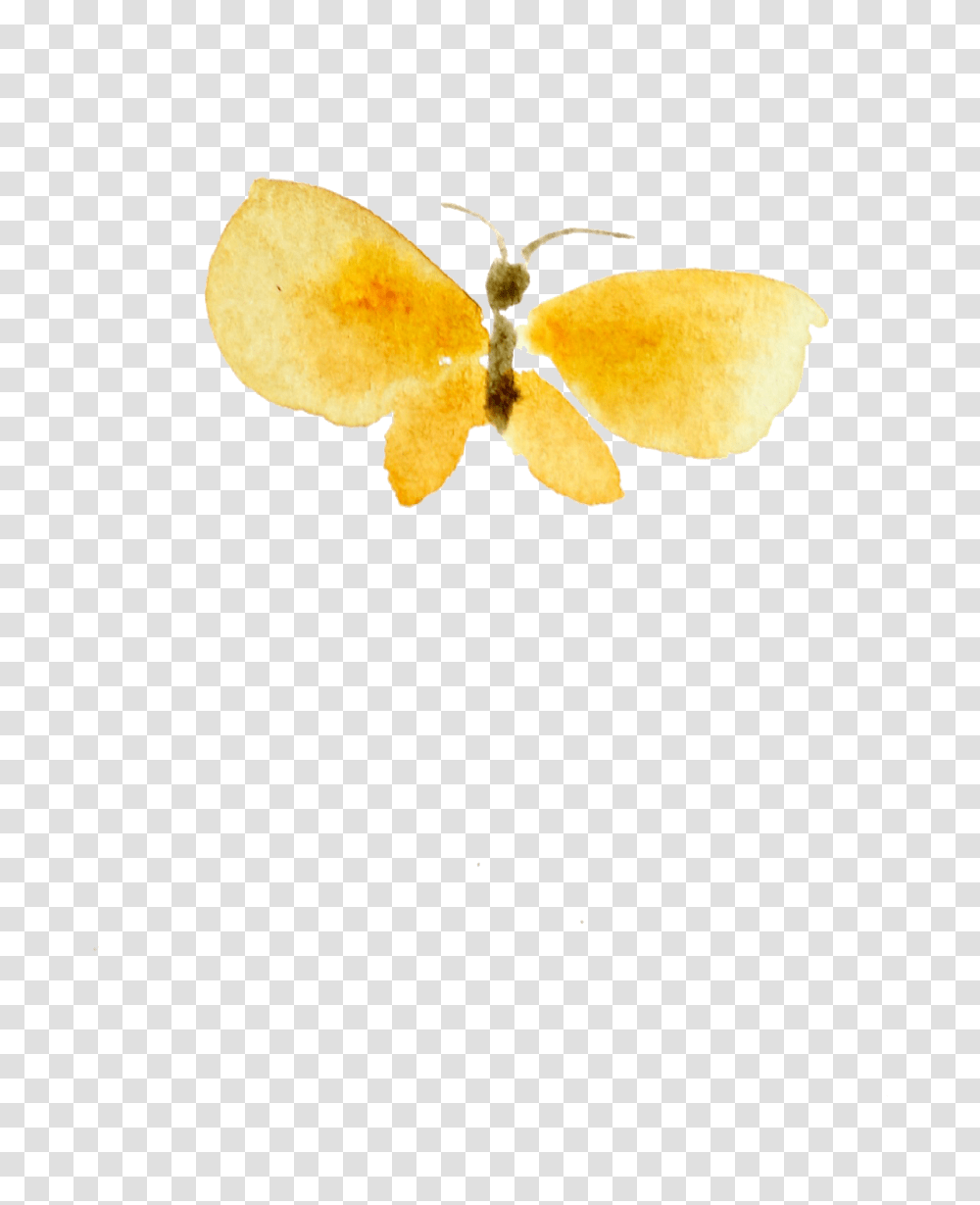 Insect, Plant, Flower, Petal, Flare Transparent Png