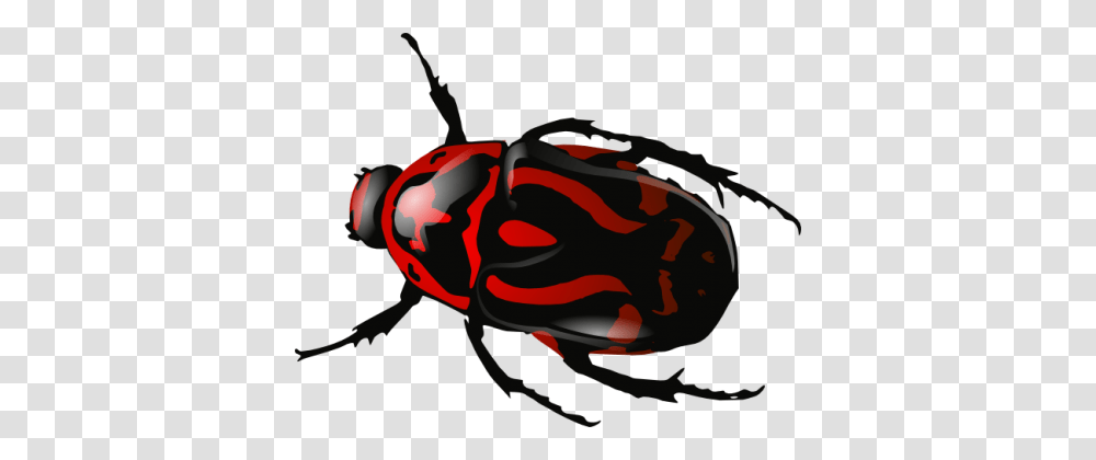 Insect Roach, Wasp, Bee, Invertebrate, Animal Transparent Png