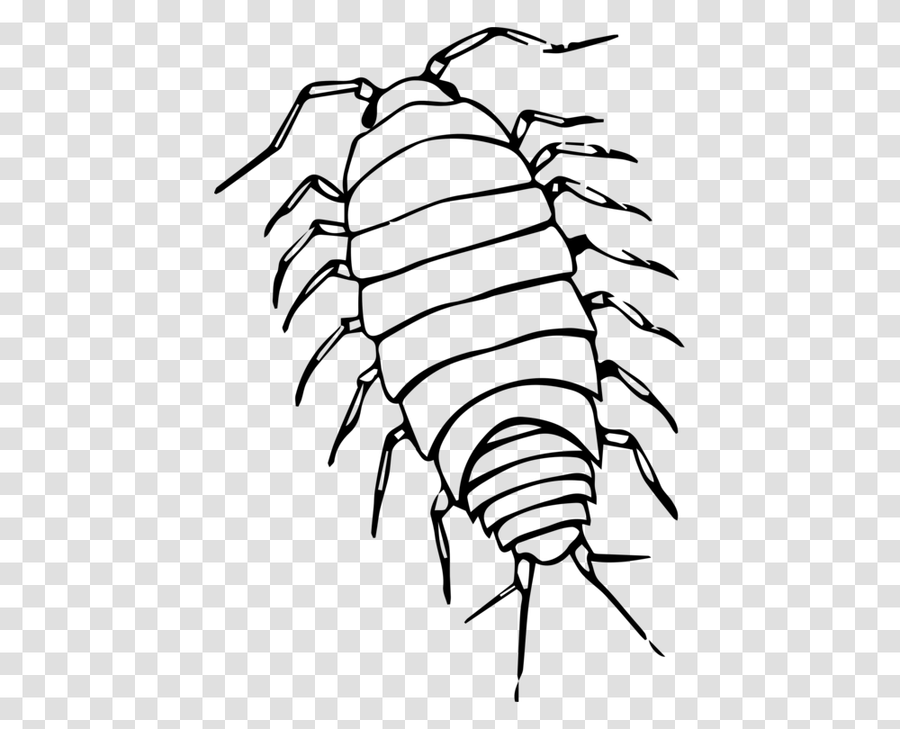 Insect Roly Poly Pill Bugs Giant Isopod Computer Icons Free, Gray, World Of Warcraft Transparent Png