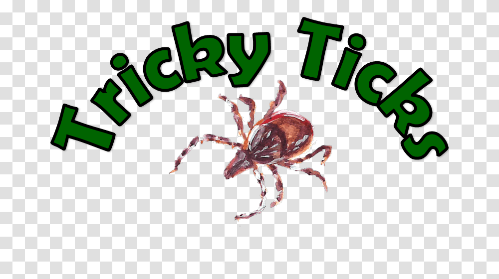 Insect, Spider, Invertebrate, Animal, Arachnid Transparent Png