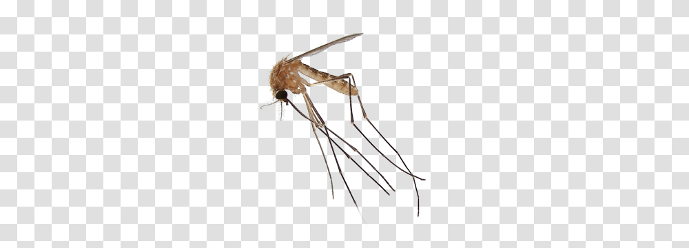 Insect, Staircase, Mosquito, Invertebrate Transparent Png
