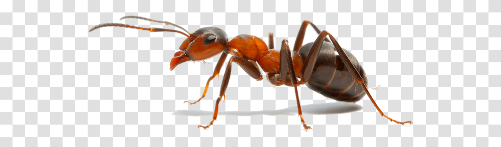 Insect The Ants Weaver Ant Fire Ant Insect, Invertebrate, Animal Transparent Png