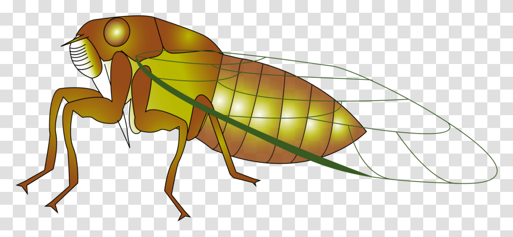 Insect The Cicada Cicadidae True Bugs Drawing, Invertebrate, Animal, Cricket Insect, Grasshopper Transparent Png