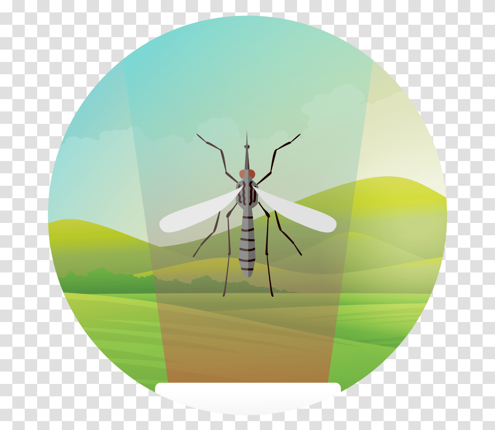 Insect Vectors Faunaphotonics Insects, Mosquito, Invertebrate, Animal, Spider Transparent Png